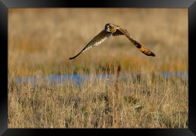 Short Eared Owl, Liverpool England Framed Print by Russell Finney