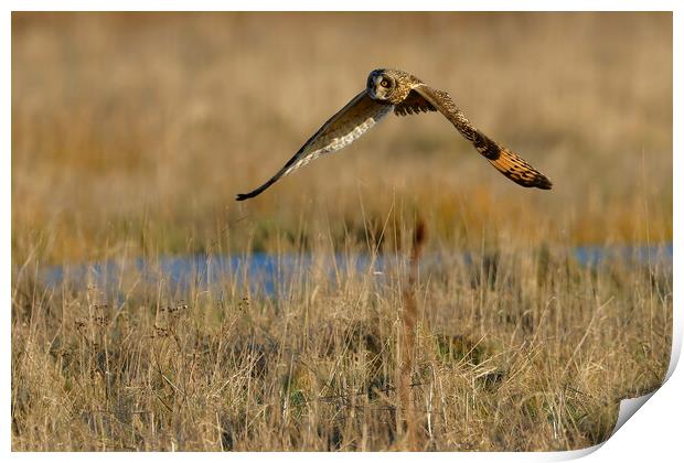 Short Eared Owl, Liverpool England Print by Russell Finney