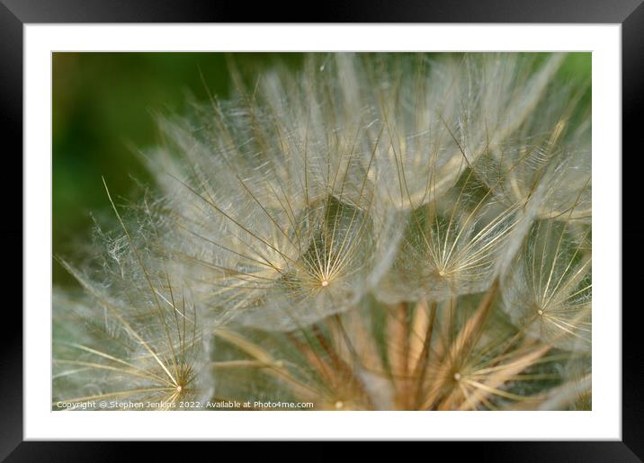Gold in nature Framed Mounted Print by Stephen Jenkins