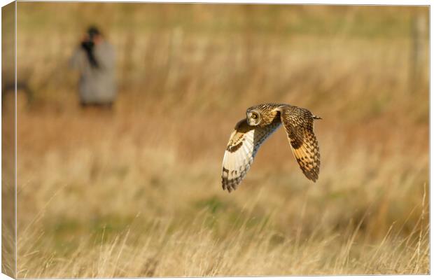 Short Eared Owl flying Canvas Print by Russell Finney