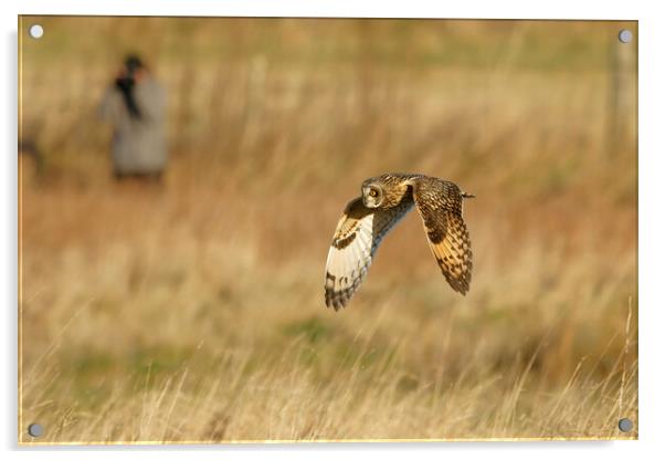 Short Eared Owl flying Acrylic by Russell Finney