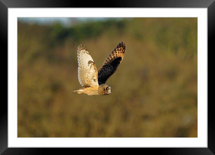 Short Eared Owl, Liverpool England Framed Mounted Print by Russell Finney
