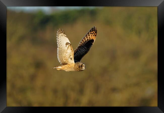 Short Eared Owl, Liverpool England Framed Print by Russell Finney