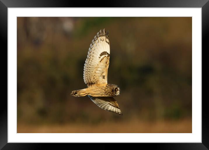 A close up of a short eared owl, Liverpool England Framed Mounted Print by Russell Finney