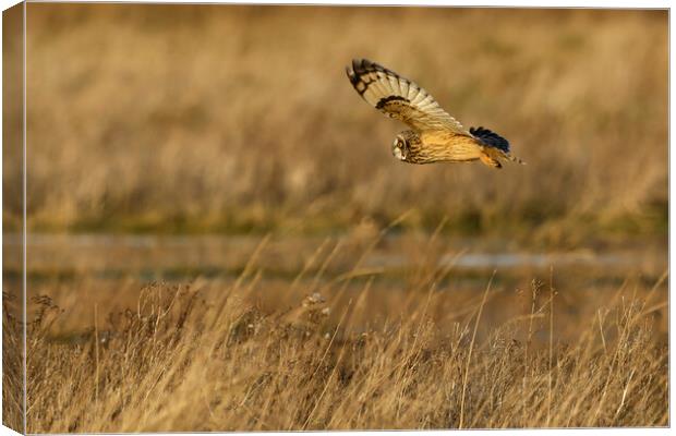 Short Eared Owl in flight Canvas Print by Russell Finney