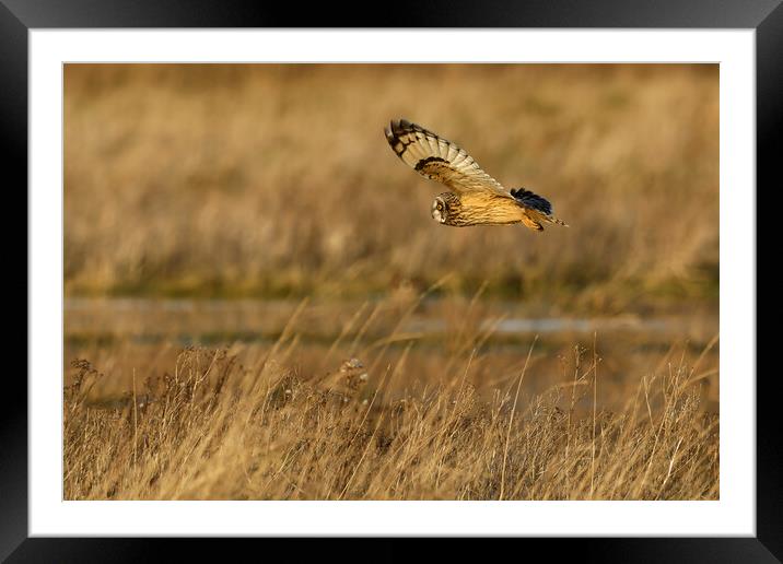 Short Eared Owl in flight Framed Mounted Print by Russell Finney