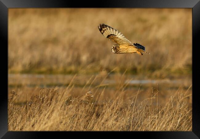 Short Eared Owl in flight Framed Print by Russell Finney