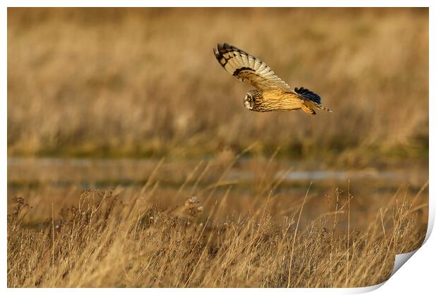 Short Eared Owl in flight Print by Russell Finney