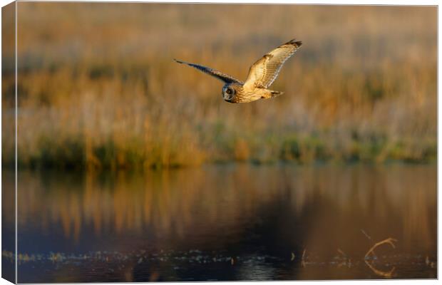 Short Eared Owl in flight, Liverpool Canvas Print by Russell Finney