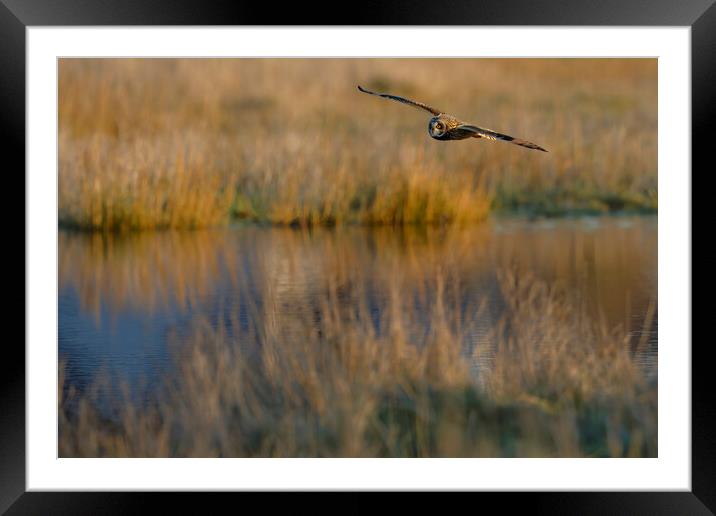 Short Eared Owl in flight. Warrington England Framed Mounted Print by Russell Finney