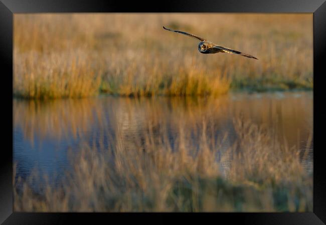 Short Eared Owl in flight. Warrington England Framed Print by Russell Finney