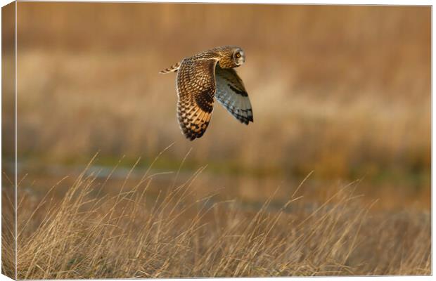 Short Eared Owl in flight.  London, Liverpool,  Canvas Print by Russell Finney