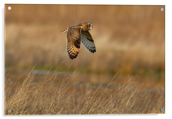 Short Eared Owl in flight.  London, Liverpool,  Acrylic by Russell Finney