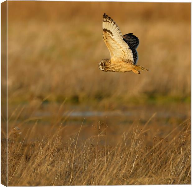 Short Eared Owl in flight.  London, Lake District, Canvas Print by Russell Finney
