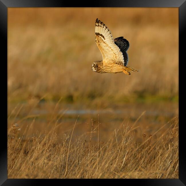 Short Eared Owl in flight.  London, Lake District, Framed Print by Russell Finney
