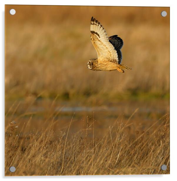 Short Eared Owl in flight.  London, Lake District, Acrylic by Russell Finney
