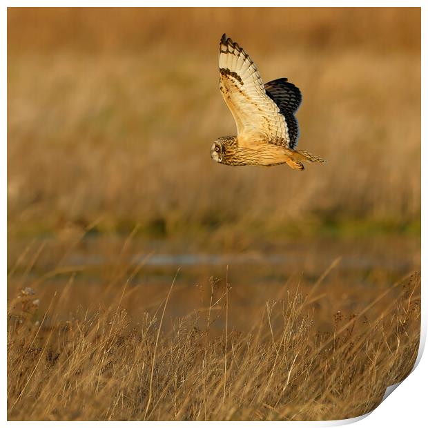 Short Eared Owl in flight.  London, Lake District, Print by Russell Finney