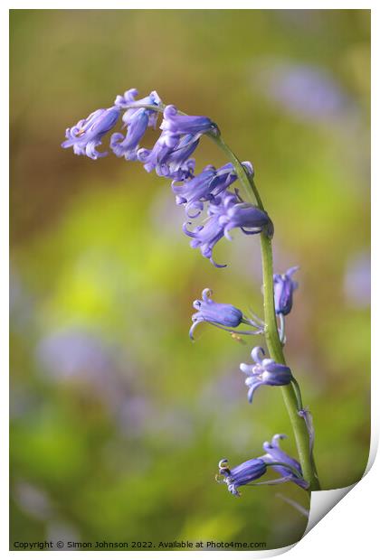 Bluebell Flower Print by Simon Johnson