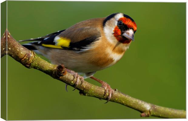 Goldfinch.  London, Liverpool, Lake District, Canvas Print by Russell Finney