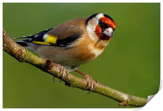 Goldfinch.  London, Liverpool, Lake District, Print by Russell Finney