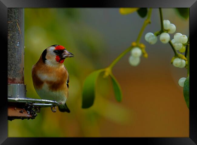 British garden bird, Goldfinch in mistletoe. uk Framed Print by Russell Finney