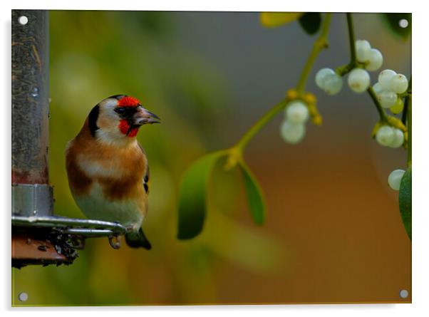 British garden bird, Goldfinch in mistletoe. uk Acrylic by Russell Finney