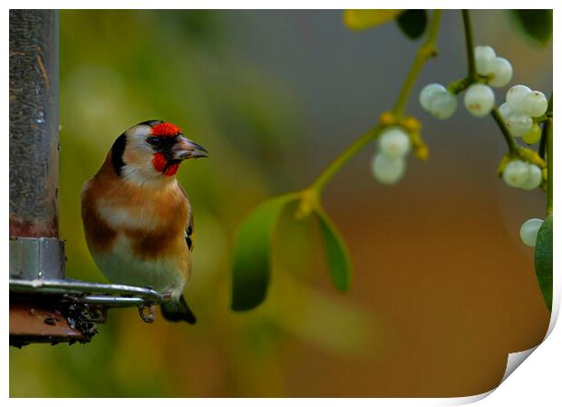 British garden bird, Goldfinch in mistletoe. uk Print by Russell Finney