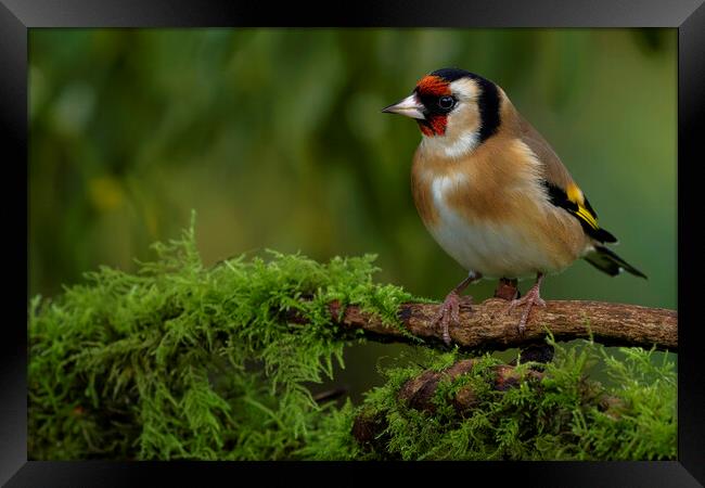 British garden bird, Goldfinch. Warrington England Framed Print by Russell Finney