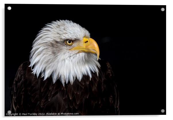 Portrait of an American Bald Eagle Acrylic by Paul Tuckley