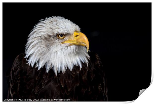 Portrait of an American Bald Eagle Print by Paul Tuckley