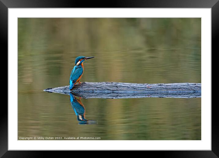 Kingfisher perched on a log with reflection  Framed Mounted Print by Vicky Outen