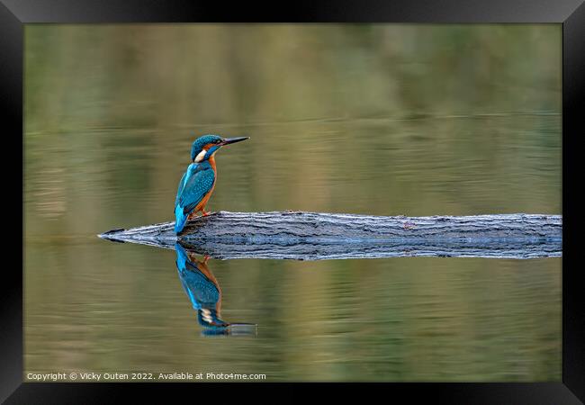Kingfisher perched on a log with reflection  Framed Print by Vicky Outen