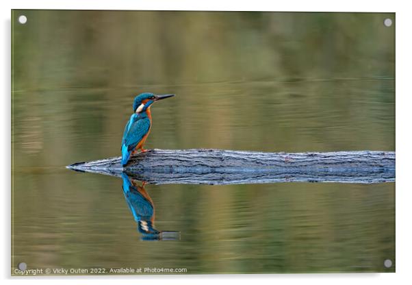 Kingfisher perched on a log with reflection  Acrylic by Vicky Outen