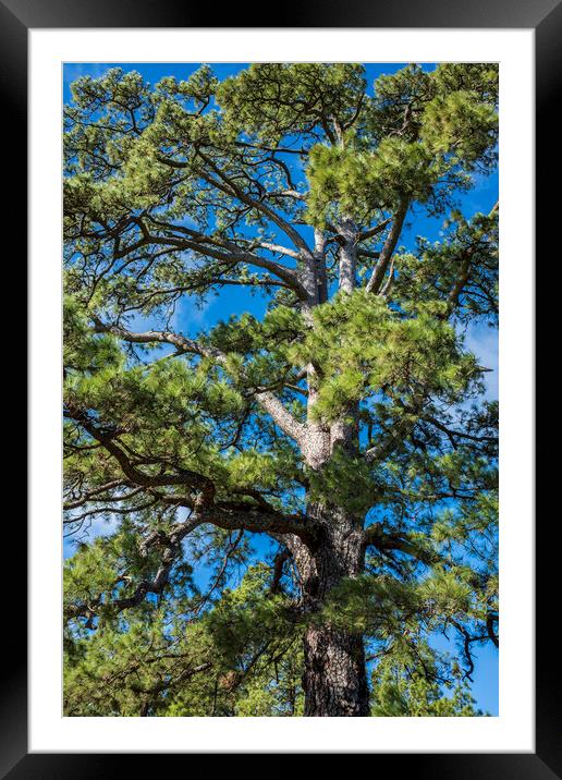Giant Canarian Pine Tenerife Framed Mounted Print by Phil Crean