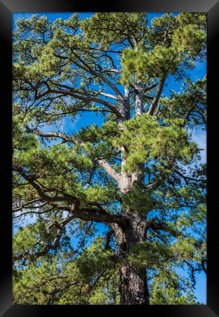 Giant Canarian Pine Tenerife Framed Print by Phil Crean