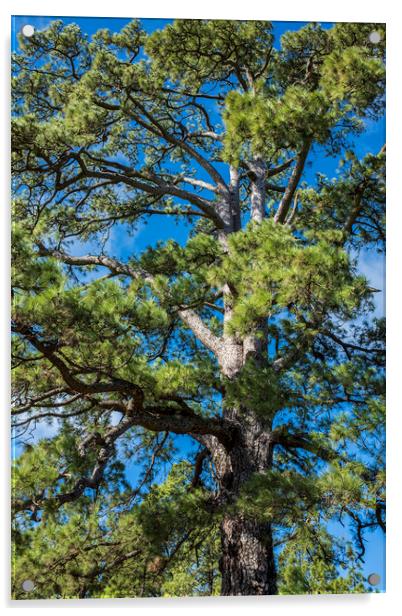 Giant Canarian Pine Tenerife Acrylic by Phil Crean