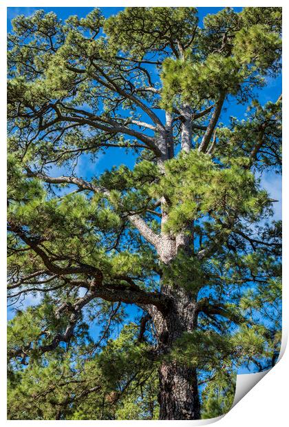Giant Canarian Pine Tenerife Print by Phil Crean