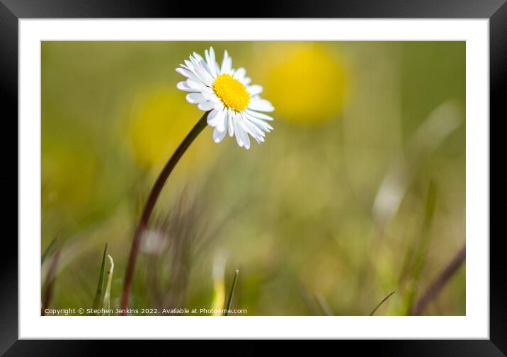 Daisy  Framed Mounted Print by Stephen Jenkins