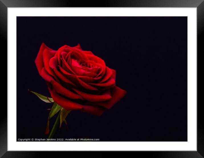  Red Rose Framed Mounted Print by Stephen Jenkins