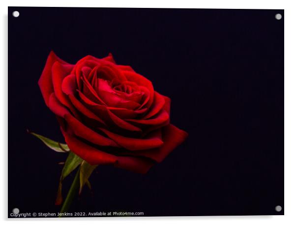  Red Rose Acrylic by Stephen Jenkins
