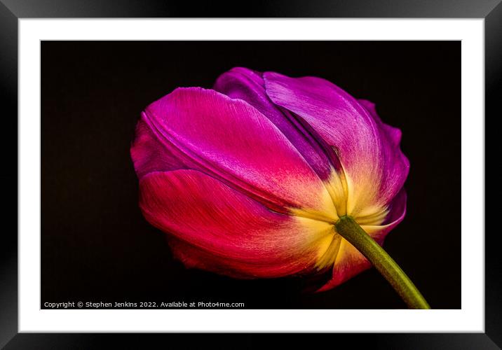 Tulip Framed Mounted Print by Stephen Jenkins
