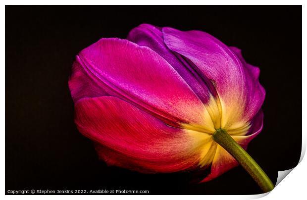 Tulip Print by Stephen Jenkins