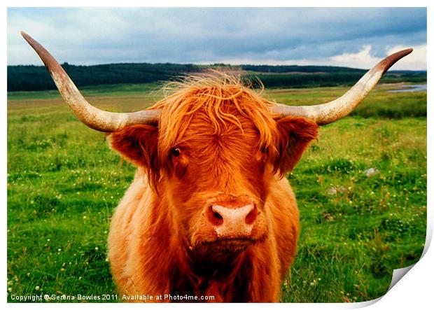 Highland Cow Print by Serena Bowles