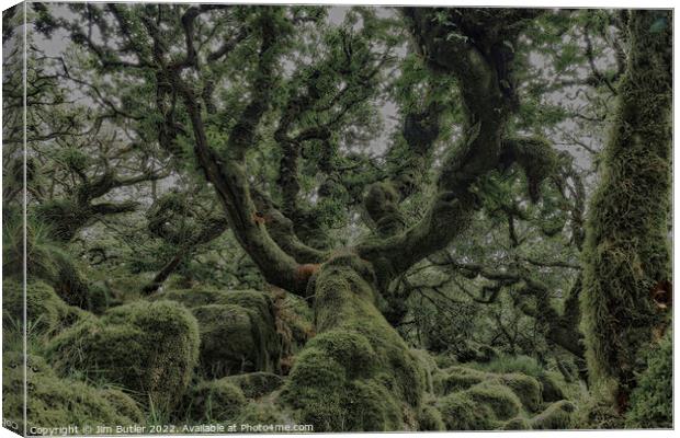 Hand of Oak Canvas Print by Jim Butler