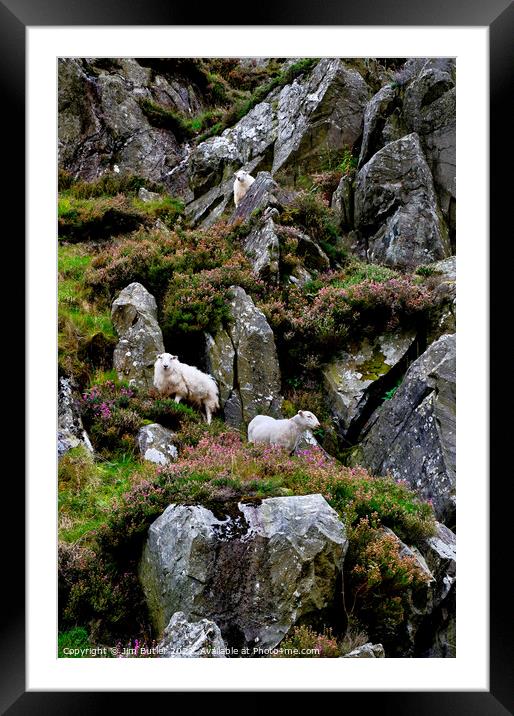 Snowdonia Sheep Framed Mounted Print by Jim Butler