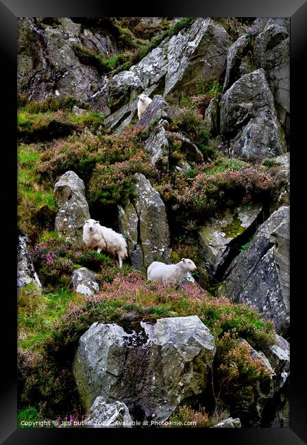 Snowdonia Sheep Framed Print by Jim Butler