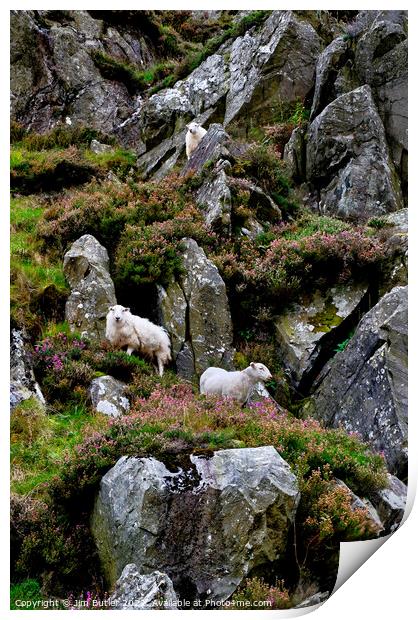 Snowdonia Sheep Print by Jim Butler