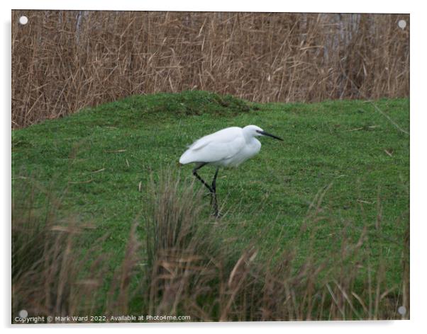 Little Egret in the Reeds. Acrylic by Mark Ward