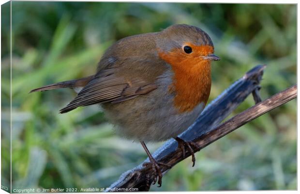 Robin on branch Canvas Print by Jim Butler