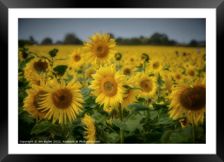 Sunflower field Framed Mounted Print by Jim Butler